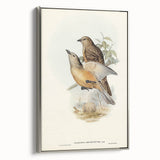 Romanticism Art: Fawn-Breasted Bowerbird - Historical Nature Print