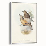 Romanticism Art: Fawn-Breasted Bowerbird - Historical Nature Print