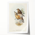 Romanticism Art: Fawn-Breasted Bowerbird - Historical Nature Print