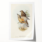 Romanticism Art: Fawn-Breasted Bowerbird - Historical Nature Print