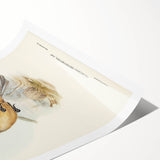 Romanticism Art: Fawn-Breasted Bowerbird - Historical Nature Print