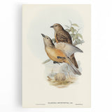 Romanticism Art: Fawn-Breasted Bowerbird - Historical Nature Print