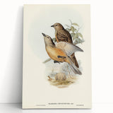 Romanticism Art: Fawn-Breasted Bowerbird - Historical Nature Print