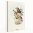 Romanticism Art: Fawn-Breasted Bowerbird - Historical Nature Print