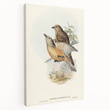 Romanticism Art: Fawn-Breasted Bowerbird - Historical Nature Print
