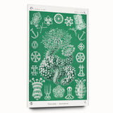 Modern Wall Art - Botanical Thuroidea Print for Unique Nature-Inspired Decor