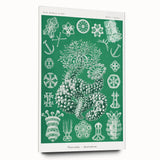 Modern Wall Art - Botanical Thuroidea Print for Unique Nature-Inspired Decor