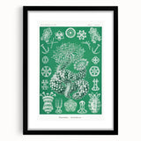 Modern Wall Art - Botanical Thuroidea Print for Unique Nature-Inspired Decor