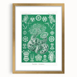 Modern Wall Art - Botanical Thuroidea Print for Unique Nature-Inspired Decor