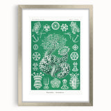 Modern Wall Art - Botanical Thuroidea Print for Unique Nature-Inspired Decor