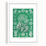 Modern Wall Art - Botanical Thuroidea Print for Unique Nature-Inspired Decor