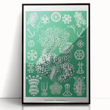 Modern Wall Art - Botanical Thuroidea Print for Unique Nature-Inspired Decor