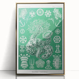 Modern Wall Art - Botanical Thuroidea Print for Unique Nature-Inspired Decor