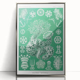 Modern Wall Art - Botanical Thuroidea Print for Unique Nature-Inspired Decor