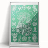 Modern Wall Art - Botanical Thuroidea Print for Unique Nature-Inspired Decor