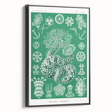Modern Wall Art - Botanical Thuroidea Print for Unique Nature-Inspired Decor