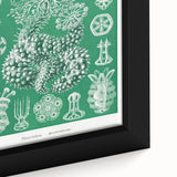 Modern Wall Art - Botanical Thuroidea Print for Unique Nature-Inspired Decor