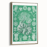 Modern Wall Art - Botanical Thuroidea Print for Unique Nature-Inspired Decor