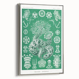 Modern Wall Art - Botanical Thuroidea Print for Unique Nature-Inspired Decor