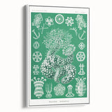 Modern Wall Art - Botanical Thuroidea Print for Unique Nature-Inspired Decor