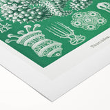 Modern Wall Art - Botanical Thuroidea Print for Unique Nature-Inspired Decor