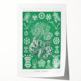 Modern Wall Art - Botanical Thuroidea Print for Unique Nature-Inspired Decor