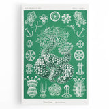 Modern Wall Art - Botanical Thuroidea Print for Unique Nature-Inspired Decor