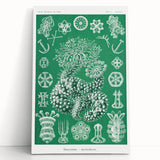 Modern Wall Art - Botanical Thuroidea Print for Unique Nature-Inspired Decor