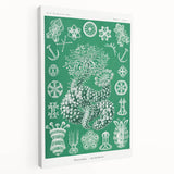 Modern Wall Art - Botanical Thuroidea Print for Unique Nature-Inspired Decor