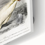 Romanticism Art: Ornithological Study - Classic Bird Illustration