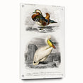 Romanticism Art: Ornithological Study - Classic Bird Illustration