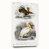 Romanticism Art: Ornithological Study - Classic Bird Illustration