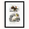 Romanticism Art: Ornithological Study - Classic Bird Illustration