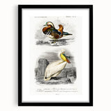 Romanticism Art: Ornithological Study - Classic Bird Illustration