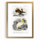 Romanticism Art: Ornithological Study - Classic Bird Illustration