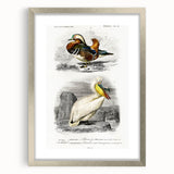 Romanticism Art: Ornithological Study - Classic Bird Illustration