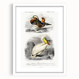 Romanticism Art: Ornithological Study - Classic Bird Illustration