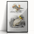 Romanticism Art: Ornithological Study - Classic Bird Illustration
