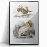 Romanticism Art: Ornithological Study - Classic Bird Illustration