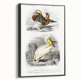 Romanticism Art: Ornithological Study - Classic Bird Illustration