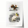 Romanticism Art: Ornithological Study - Classic Bird Illustration