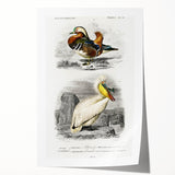 Romanticism Art: Ornithological Study - Classic Bird Illustration