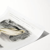 Romanticism Art: Ornithological Study - Classic Bird Illustration