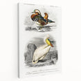 Romanticism Art: Ornithological Study - Classic Bird Illustration