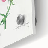 Neoclassical Art Print: Everlasting Pea by Redouté - Classic Floral Decor