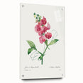 Neoclassical Art Print: Everlasting Pea by Redouté - Classic Floral Decor