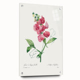Neoclassical Art Print: Everlasting Pea by Redouté - Classic Floral Decor