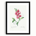 Neoclassical Art Print: Everlasting Pea by Redouté - Classic Floral Decor