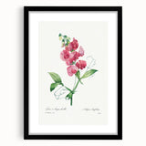 Neoclassical Art Print: Everlasting Pea by Redouté - Classic Floral Decor