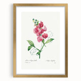 Neoclassical Art Print: Everlasting Pea by Redouté - Classic Floral Decor